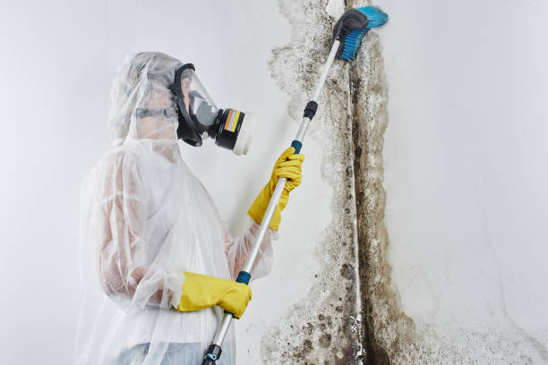 Best Mold Damage Repair  in Eaton Rapids, MI