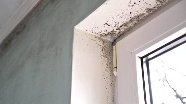 Best Black Mold Removal  in Eaton Rapids, MI