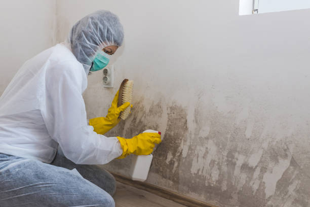 Best Mold Testing  in Eaton Rapids, MI