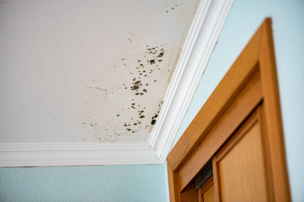 Mold Removal Process in Eaton Rapids, MI