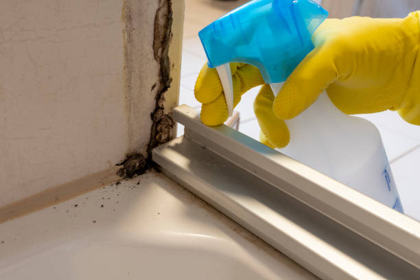 Best Mold Cleaning Services  in Eaton Rapids, MI