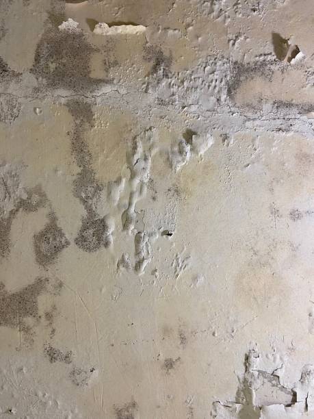 Best Attic Mold Removal  in Eaton Rapids, MI
