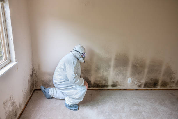 Best Fast Mold Removal  in Eaton Rapids, MI