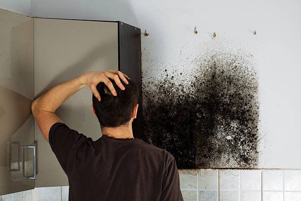  Eaton Rapids, MI Mold Removal Pros