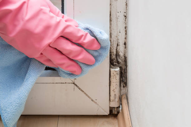 Professional Mold Removal in Eaton Rapids, MI